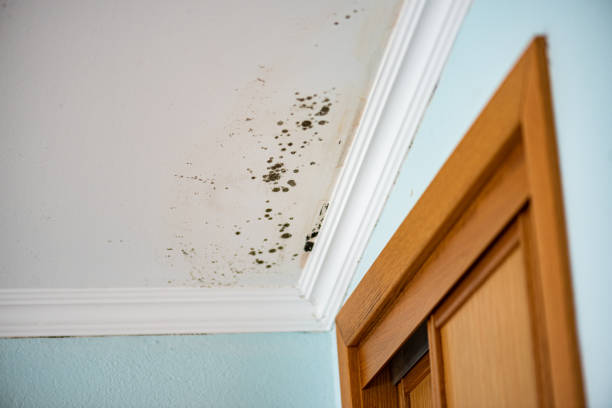 Best Mold Damage Restoration  in Great Neck, NY